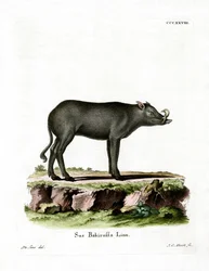 Babiroussa