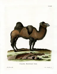 Chameau de Bactriane