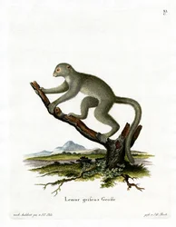 Lémur bambou