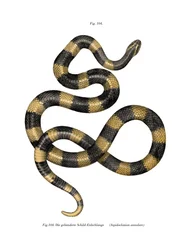 Krait rayé
