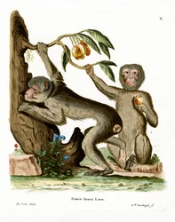 Singe magot