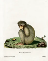 Singe magot