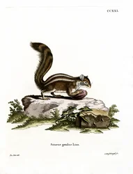 Écureuil terrestre de Barbarie