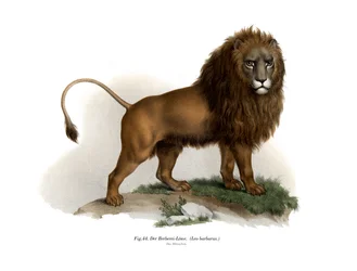 Lion de Barbarie, 1860