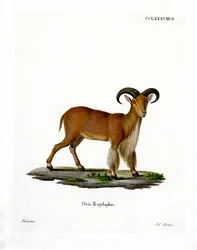 Mouflon à manchettes