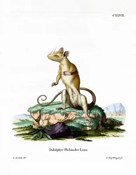 Opossum laineux à queue nue