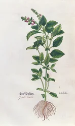 Basilic, une planche botanique de l