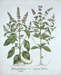 Basilic, de Hortus Eystettensis, par Basil Besler (1561-1629), pub. 1613