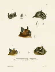 Têtes de chauve-souris