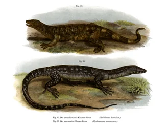 Lézard perlé