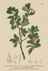 Busserole (Arctostaphylos Uva ursi, Arctostaphylos officinalis)