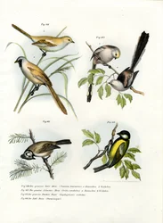 Paradoxornis à moustaches, 1864