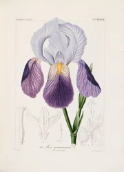 Iris barbu, gravé par Ch. Schnorr (lithographie coloriée à la main)