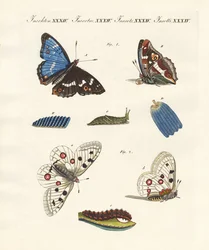 Beaux papillons