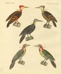 Pic beau et étranger