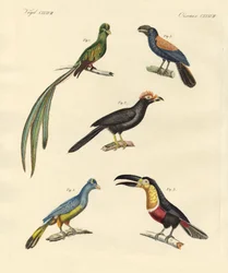 Beaux et nouveaux oiseaux grimpeurs