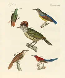 Oiseaux magnifiques et étranges