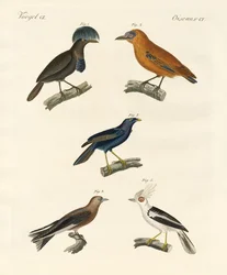 Oiseaux magnifiques