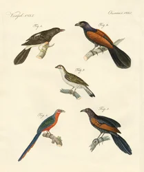 Beaux oiseaux grimpeurs