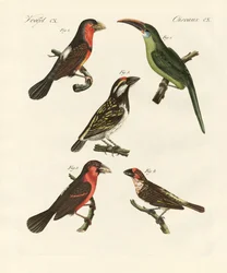 Oiseaux grimpeurs magnifiques
