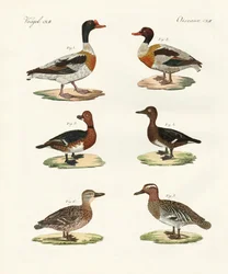 Beaux canards