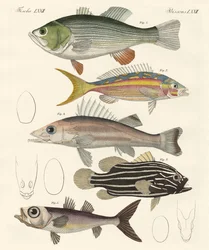 Beaux poissons