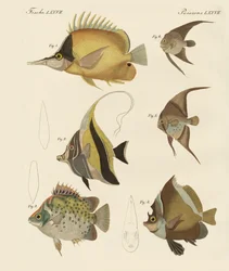 Beaux poissons