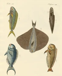 Poissons magnifiques