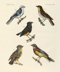Beaux oiseaux étrangers