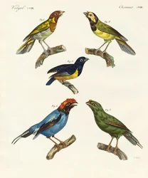 Beaux oiseaux étrangers