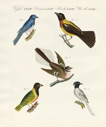 Beaux oiseaux étrangers
