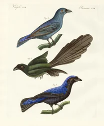 Oiseaux étrangers magnifiques