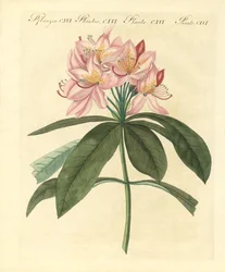 Beaux buissons étrangers