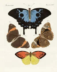 Papillons étrangers magnifiques