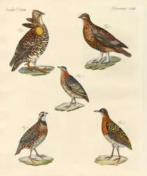 Beaux oiseaux semblables à des poules