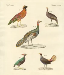 Beaux oiseaux semblables à des poules