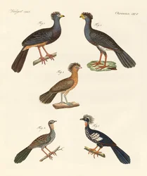 Beaux nouveaux oiseaux