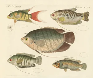 Beaux nouveaux poissons