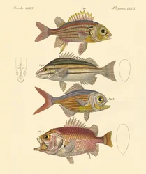 Beaux poissons ressemblant à des bars