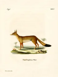 Renard du Bengale