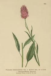 Raiponce à feuilles de bétoine