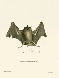 Grande chauve-souris à dos nu