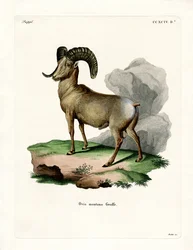 Mouflon canadien