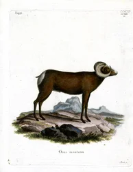 Mouton à grandes cornes