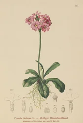 Primevère farineuse