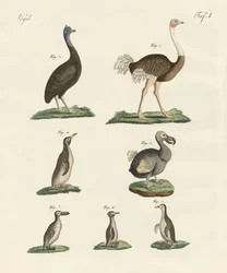 Oiseaux