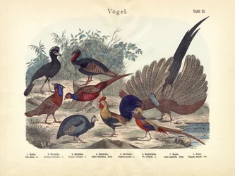Oiseaux, vers 1860