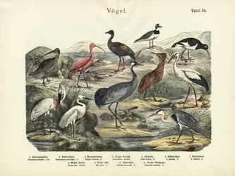 Oiseaux, vers 1860