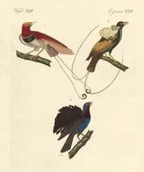 Oiseaux de paradis