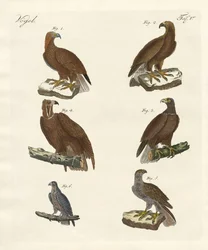Oiseaux de proie